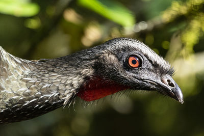 Big black bird with red neck on the rainforest