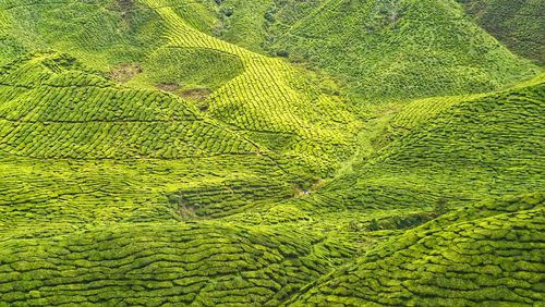 High angle view of corn field