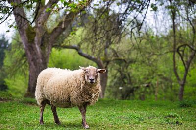 Sheep standing in a field