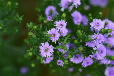 Close-up of purple flowering plants on field