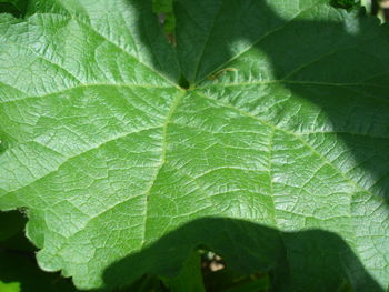 Close-up of wet leaves