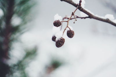 Close-up of snow on tree