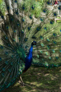 Close-up of peacock