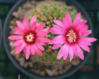 Close-up of pink flower