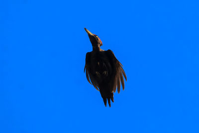 Low angle view of bird against clear blue sky