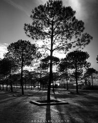 Trees growing in park