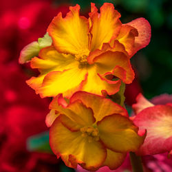 Close-up of yellow flowering plant