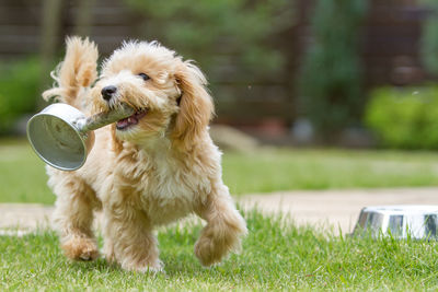 Playful maltese dog with equipment on grassy field