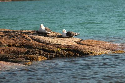 Seagulls perching on swimming in sea