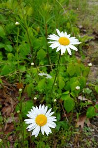 Close-up of white daisy flower on field