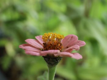 Close-up of pink flower