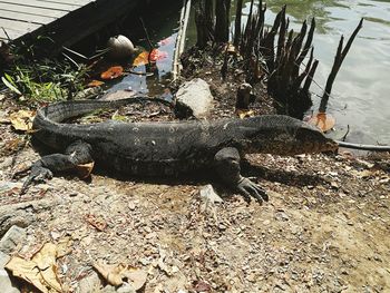 Close-up of lizard on tree