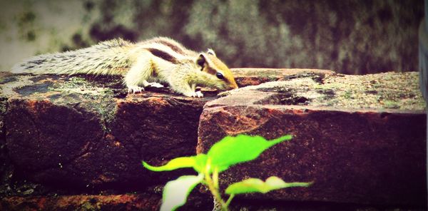 Close-up of lizard on rock