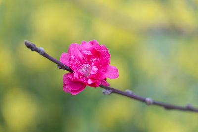 Close-up of pink flowers