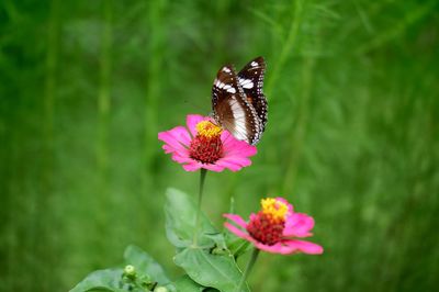 Butterfly on pink flower