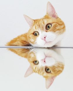 Cat reflecting on glass table
