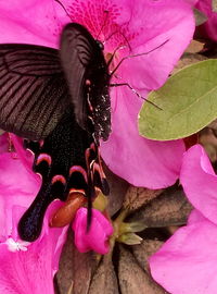 Close-up of pink flowers