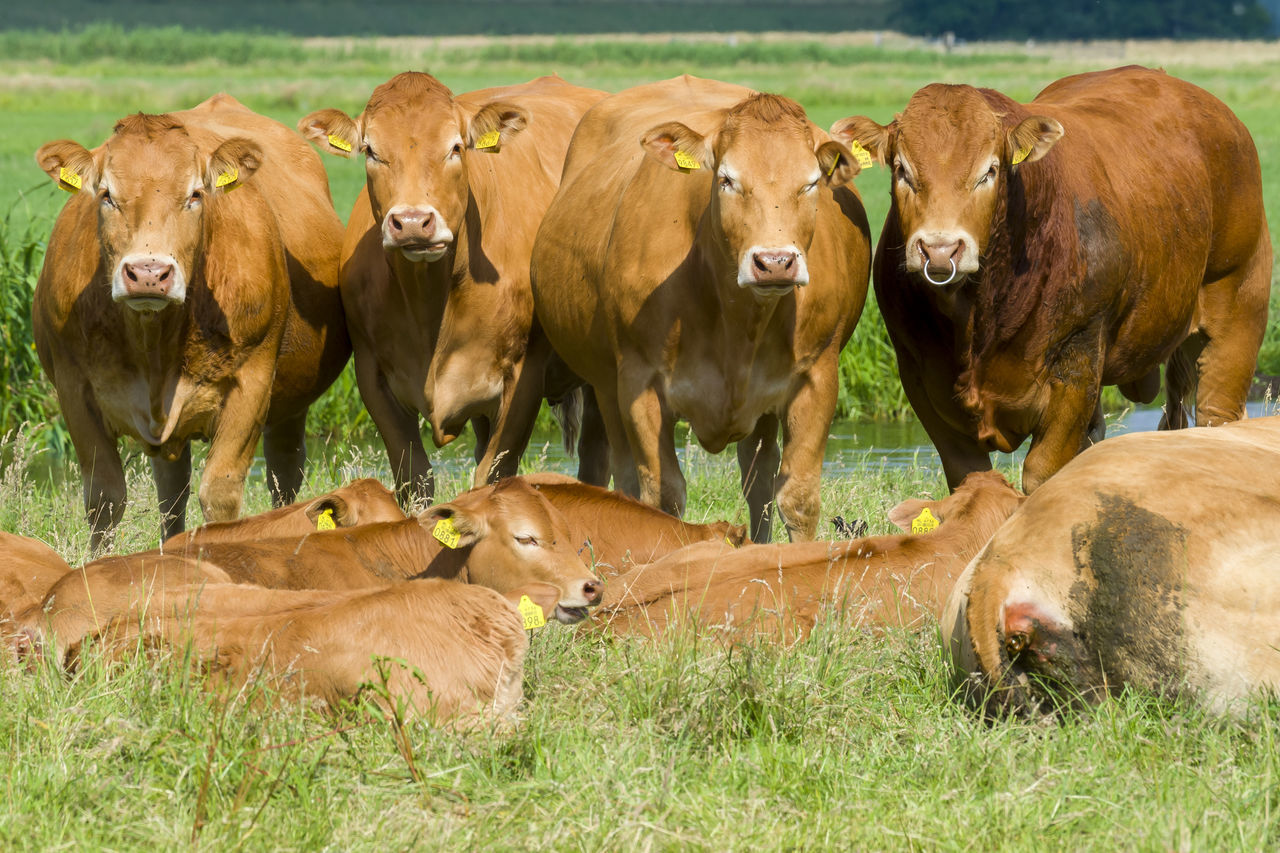 cow - koe in de polder Koe Haarlemmerliede Dutch Nederland Polder Animal Animal Themes Domestic Animals Mammal Group Of Animals Cow Cattle Grass Livestock Domestic Vertebrate Pets Plant Field Land Nature Domestic Cattle No People Day Brown Herd Herbivorous Outdoors