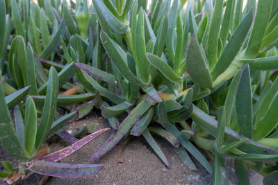 High angle view of succulent plant on field