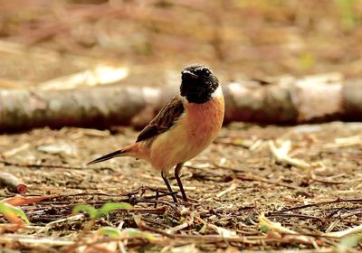 Close-up of bird perching on field