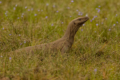 Komodo dragon amidst plants