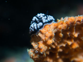 Close-up of coral swimming in sea