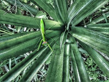 Close-up of succulent plant