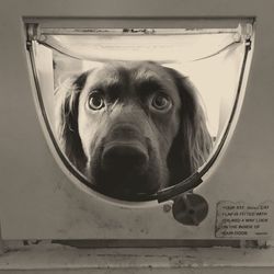 Portrait of cocker spaniel looking in washing machine