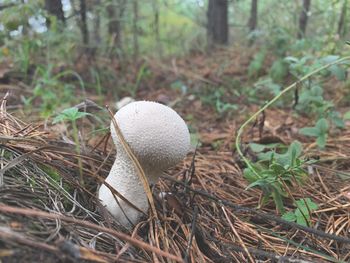 Close-up of mushroom growing on field