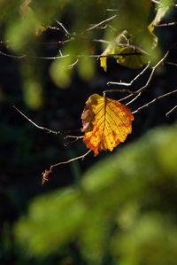 Close-up of autumnal leaves