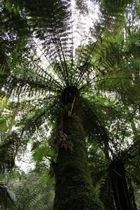 Low angle view of trees