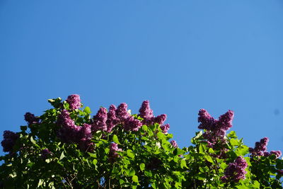 Low angle view of pink flowering plant against blue sky