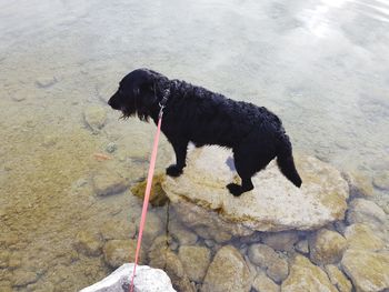 Black dog in water