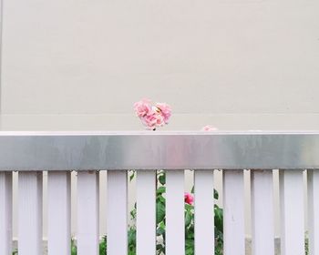 Pink flowering plant against white wall