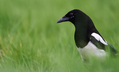 Close-up of bird