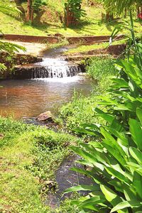 Scenic view of waterfall in forest