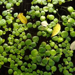 Full frame shot of green plants