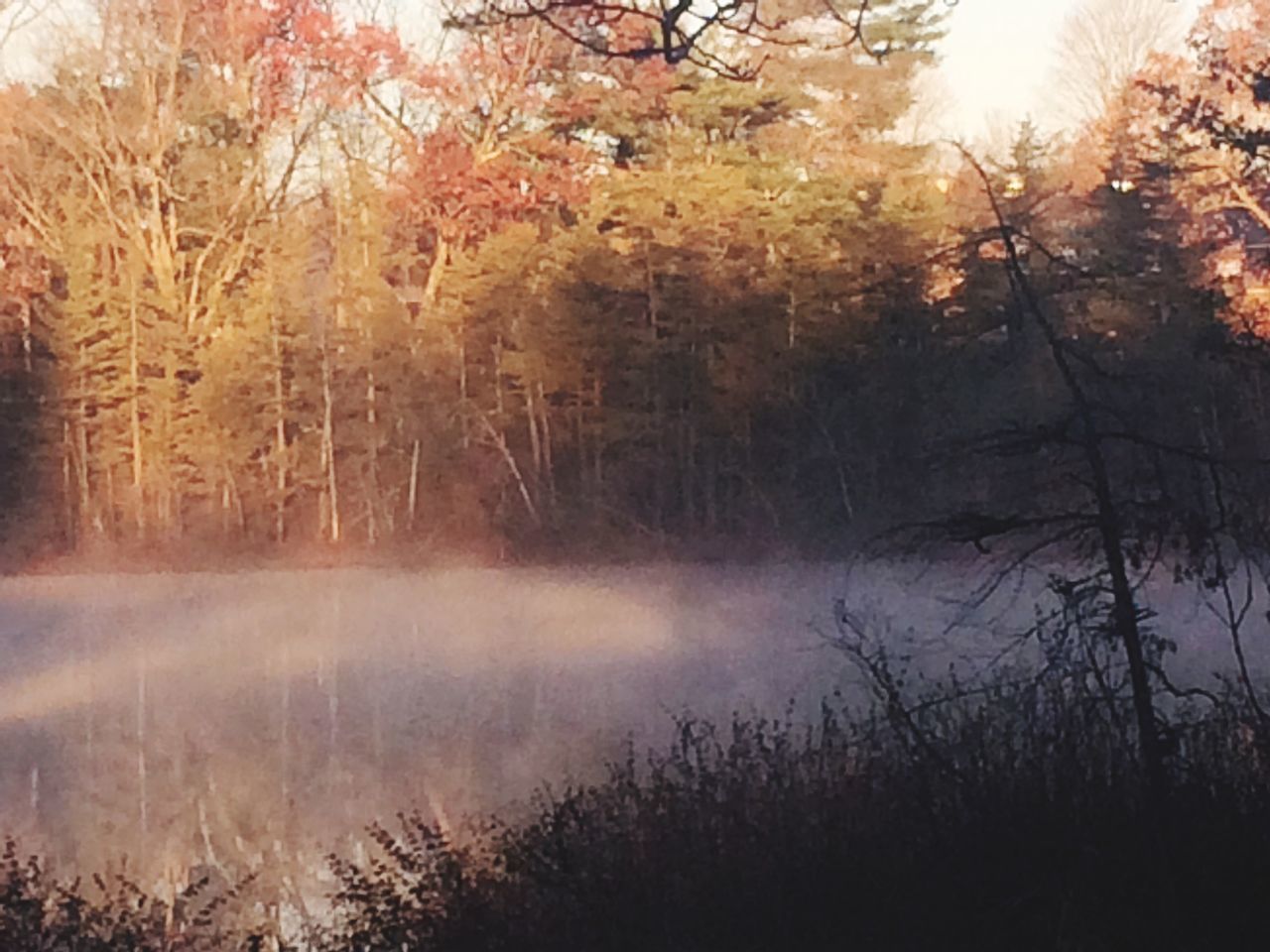 tree, tranquility, tranquil scene, beauty in nature, scenics, forest, nature, lake, water, growth, reflection, fog, sunset, branch, non-urban scene, woodland, idyllic, sun, sunlight, foggy