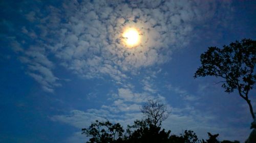 Low angle view of tree against blue sky