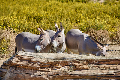 View of three  donkeys on field