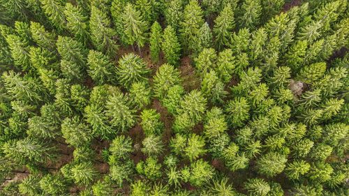 Full frame shot of pine tree