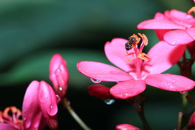 Close-up of insect on pink flower blooming outdoors