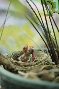 Close-up of birds in nest