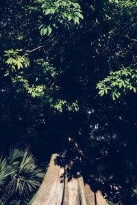 High angle view of trees in forest