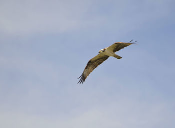 Low angle view of eagle flying in sky