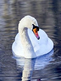 Swan floating on a lake