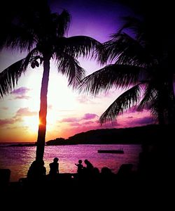 Silhouette of palm trees at sunset