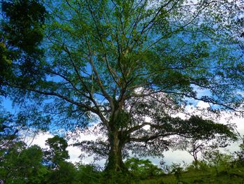 Low angle view of trees in forest