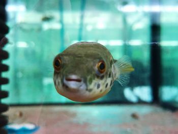 Fish swimming in aquarium