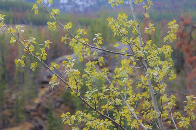 Close-up of yellow flowering plant on field